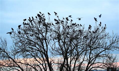 クレヴィア森下駅前、なぜか毎朝カラスが集まる理由