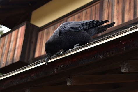 松本市 中古マンション なぜか毎朝カラスが窓を叩く